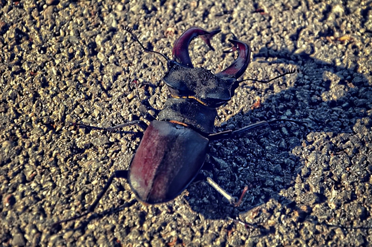 世界十大最贵宠物世界上最贵的宠物是什么