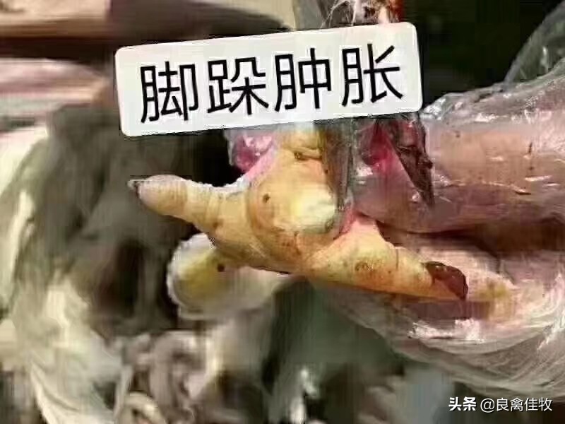 鸡子瘫痪怎么治疗,小鸡得了滑液囊支原体会死吗