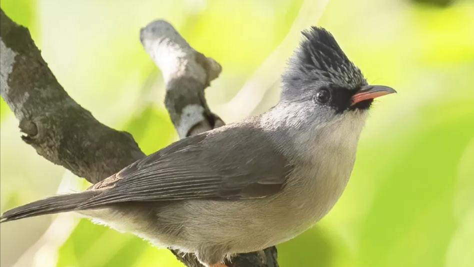 广西十大珍稀鸟类,广西大瑶山观鸟赛新记录鸟类6种