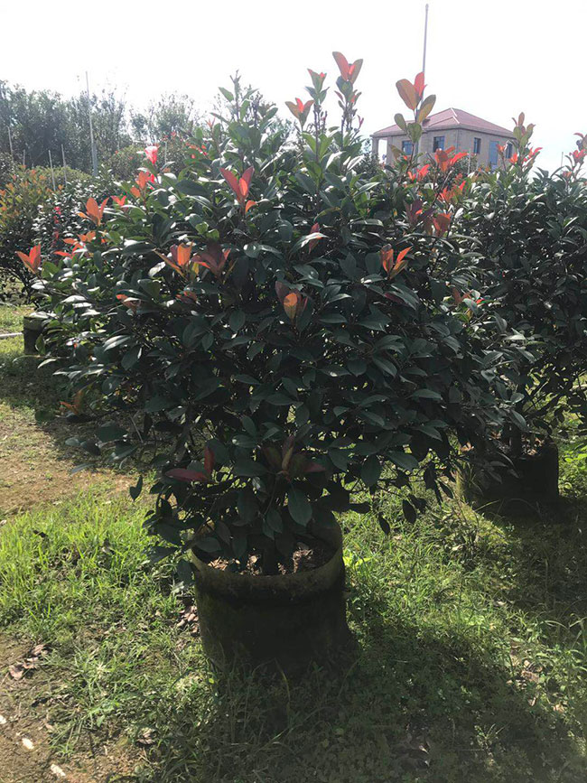 红叶石楠球怎么修剪,红叶石楠球的冬季修剪方法