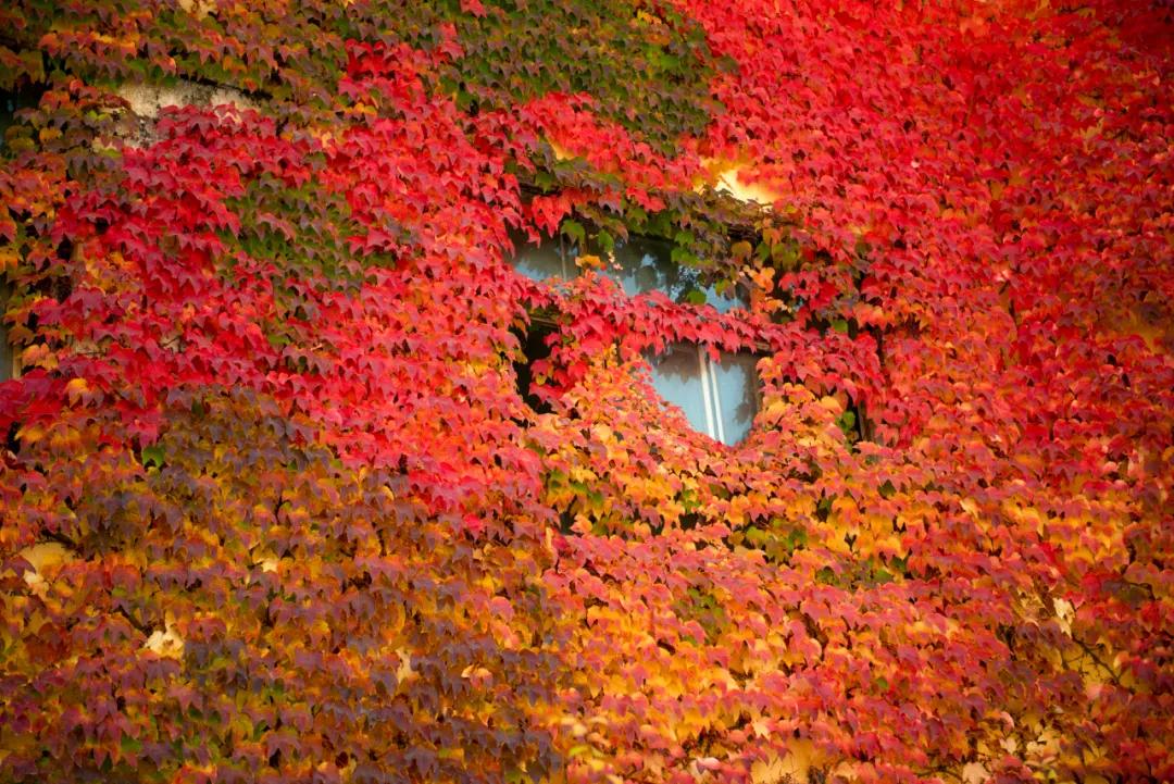 醉美大工秋|读书不觉已秋深，____________