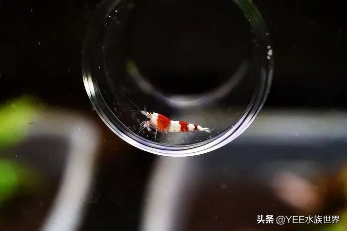 人工养殖虾最新价格,最新的观赏虾