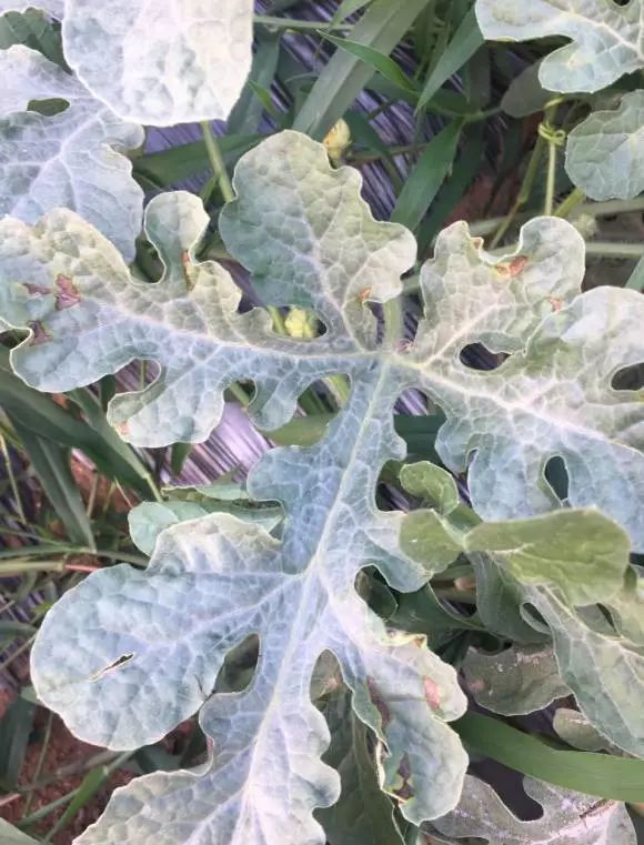 西瓜阴皮病防治特效药,西瓜青皮病用什么药