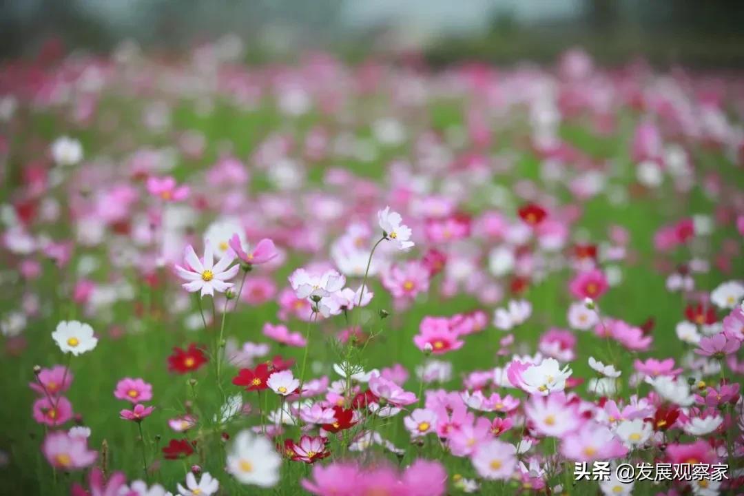 双流花海风景,双流紫色花海