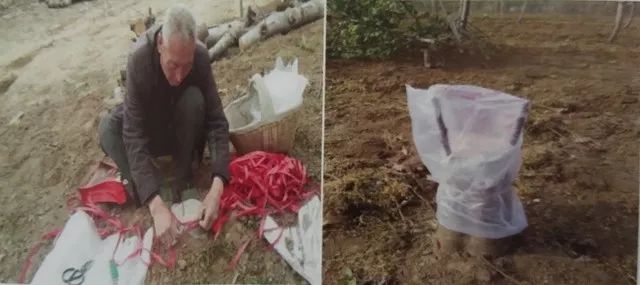 老龄苹果树改造有绝招,苹果树老树最新改造方案