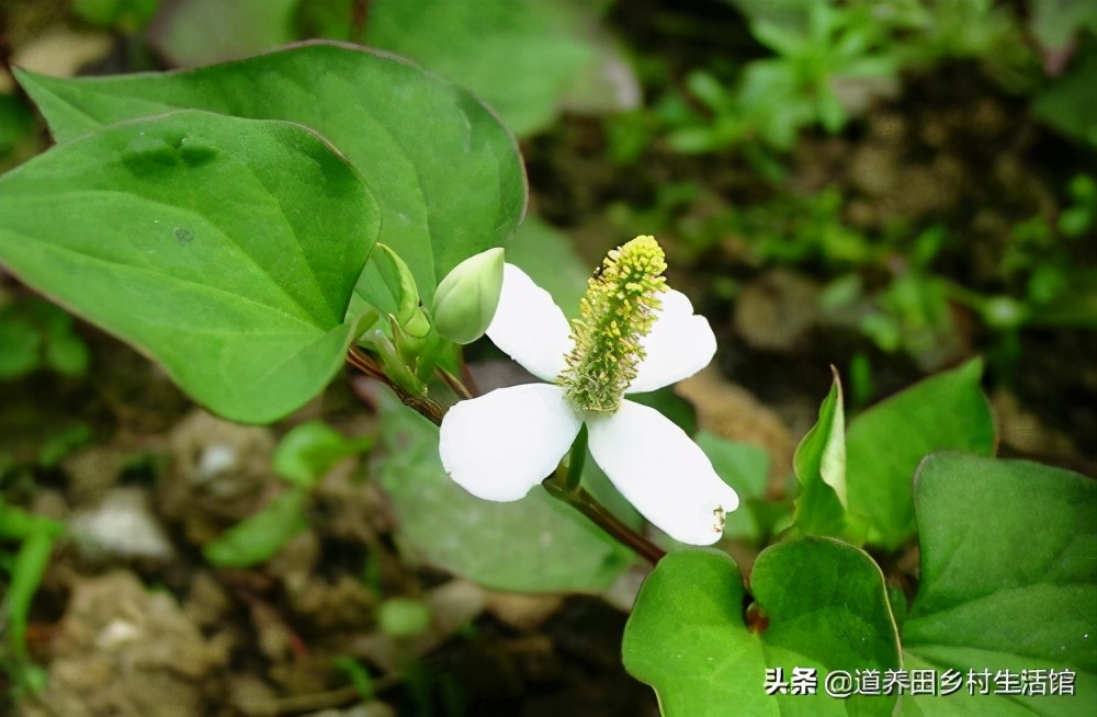 折耳根不好吃,折耳根不新鲜