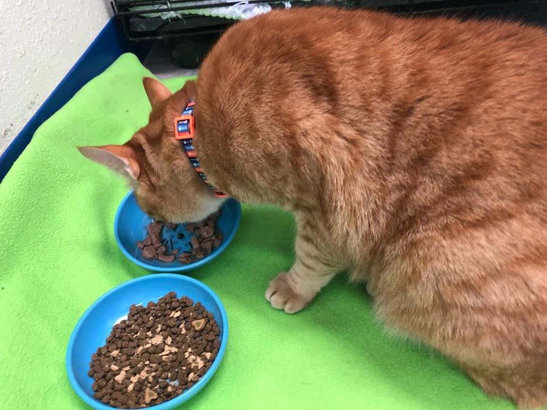 猫咪需要补充矿物质吗,微量元素猫吃的