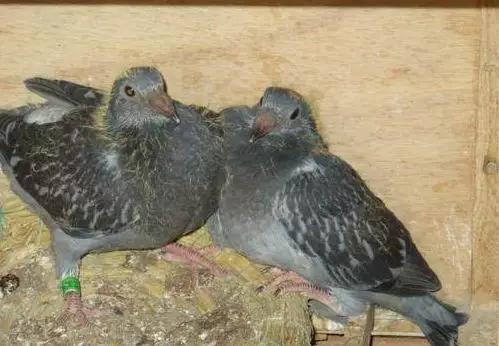 喂养鸽子雏鸟,幼鸽正确喂养方法