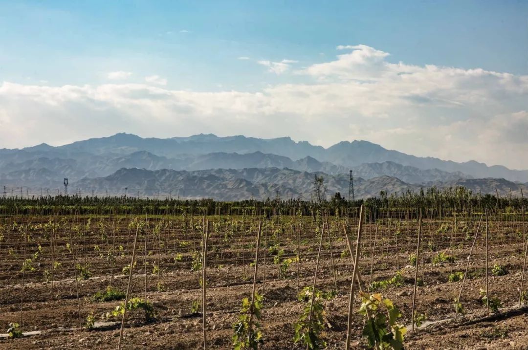 宁夏长和翡翠酒庄有限公司,贺兰山东麓长和翡翠酒庄