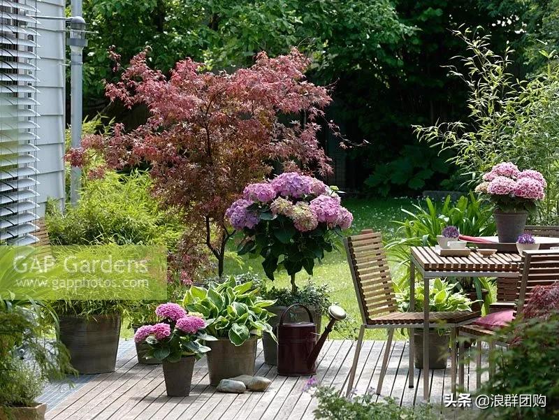 中式庭院藤类植物,枫树和紫藤