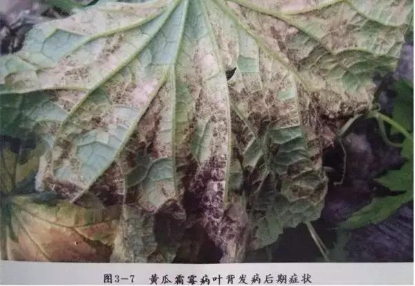学会这一招，靶斑病不用愁，黄瓜“小黄点”轻松就搞定