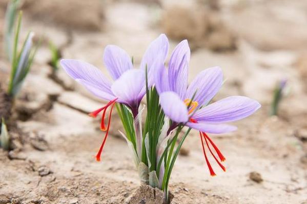 藏红花又称为女人花,藏红花西红花番红花是一种花吗