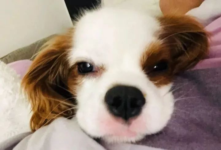 眼睛周围毛色一个白一个棕色，像船长一样