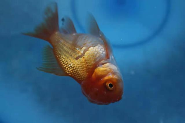 鱼缸接二连三死鱼要不要翻缸,鱼缸里鱼时不时死一条