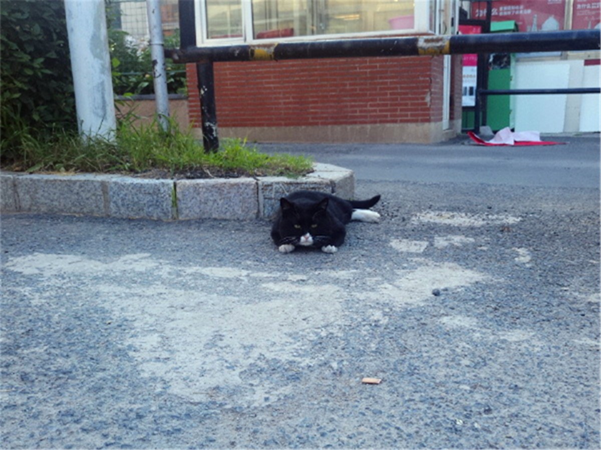 黑猫为啥凶得很,黑猫花色