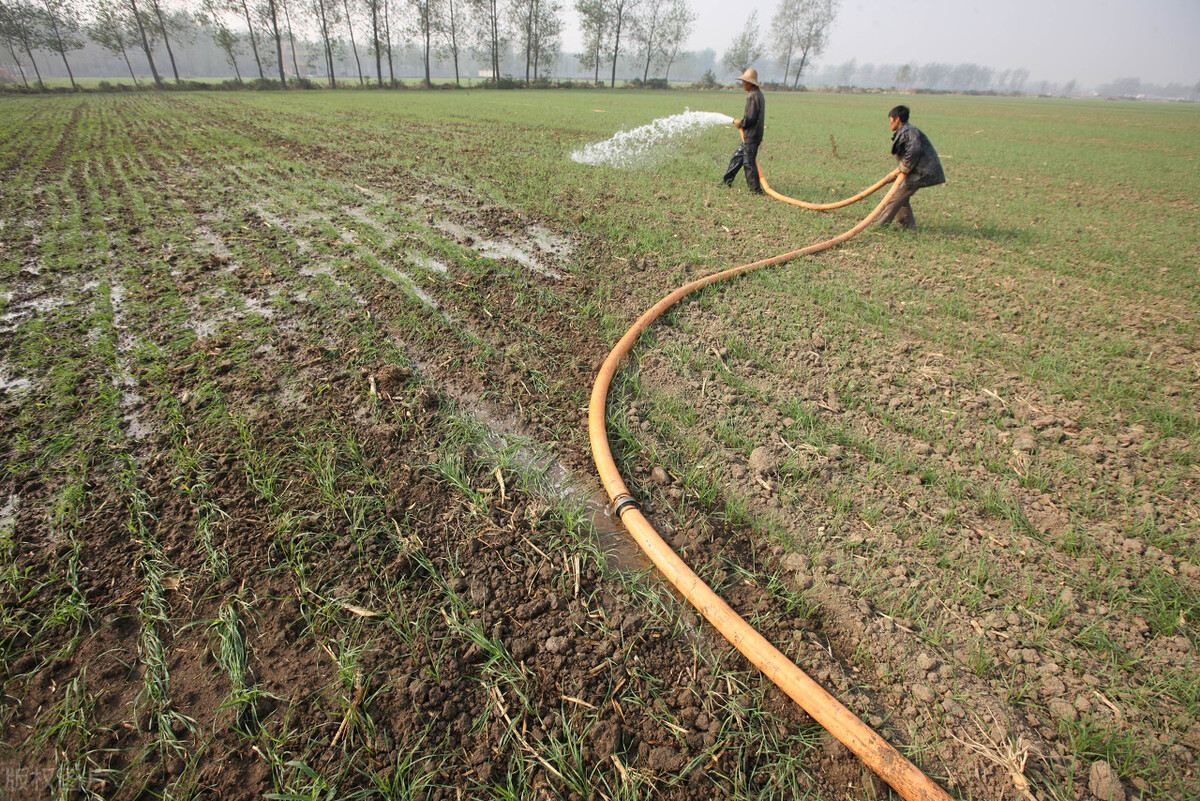 大蒜种完浇水以后几天盖草,大蒜播种后需要多久能发芽