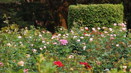 深圳1号线晚上好去处,坐地铁1号线玩遍深圳24个好地方