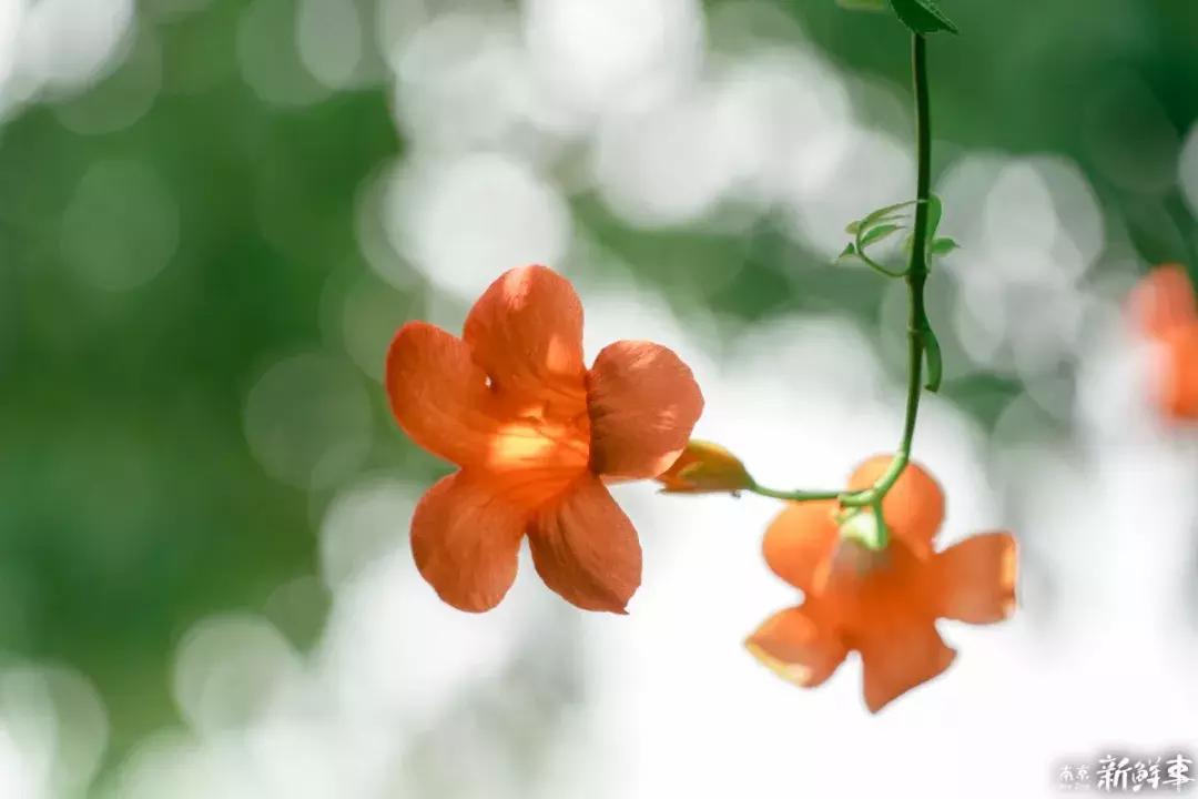 中华中学高中,中华中学