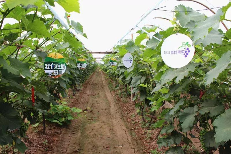 30亩葡萄园农场怎么利润最大化,10亩葡萄园一年能赚多少钱