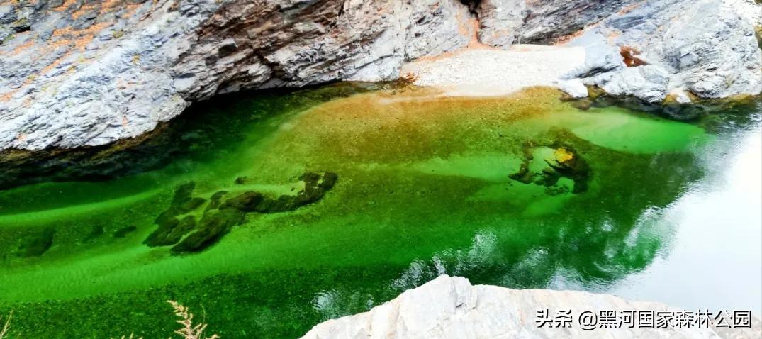 黑河记事——摇钱树的前世今生