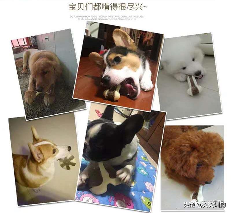 狗狗玩具哪些对狗狗好,狗狗喜爱的玩具大盘点