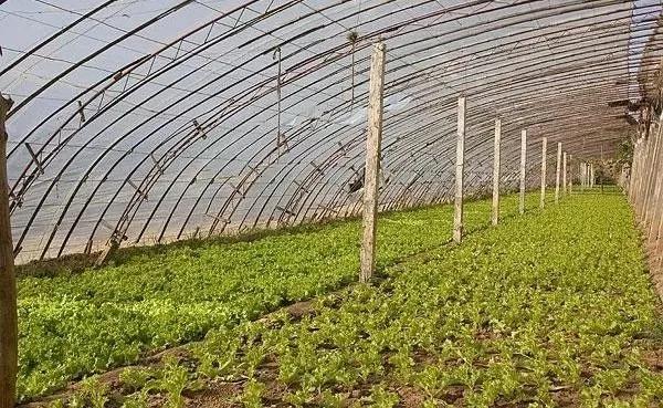 大棚增温块,大棚提温用什么好