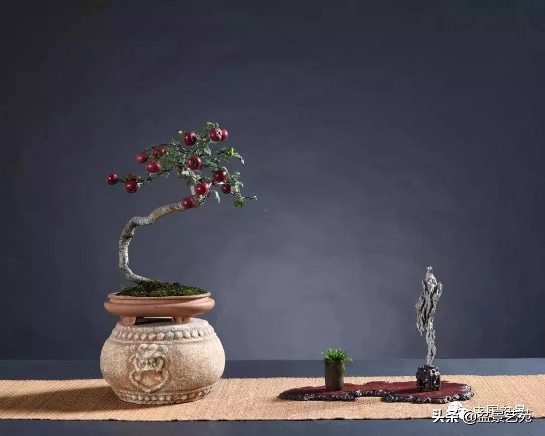 天生好养的36种盆景植物,什么植物盆景适合屋内养