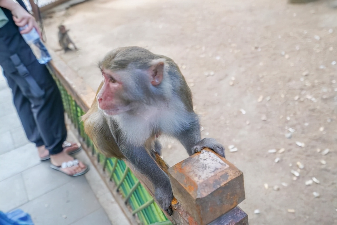 海南陵水猴岛有猴子吗,现在陵水猴岛猴子多不多