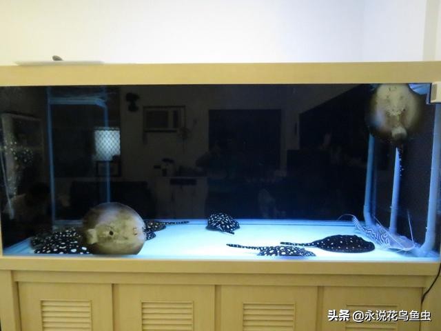 魟鱼的观赏价值,2023年魟鱼价格趋势