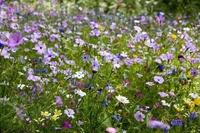 农村常见野花野草,这些野菜农村随处见