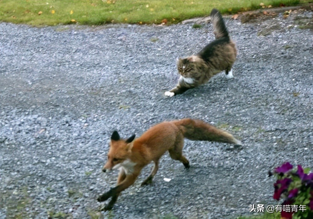 俄罗斯猫敢惹吗,俄罗斯猫有多凶猛