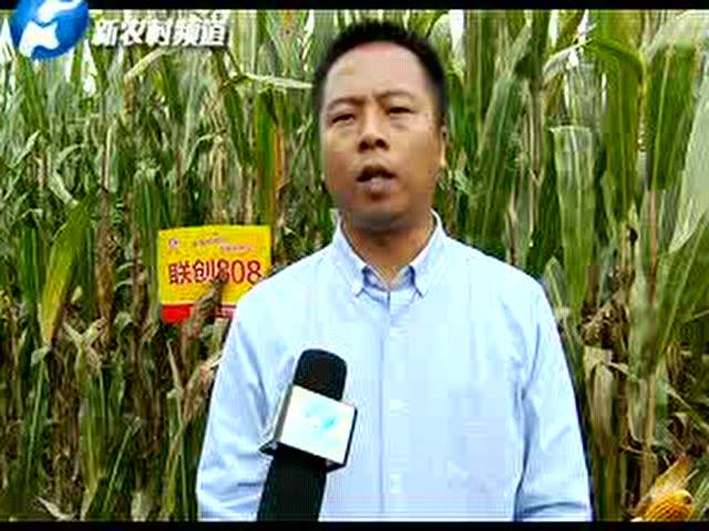 抗倒大棒高产的玉米品种介绍,大棒高产玉米品种