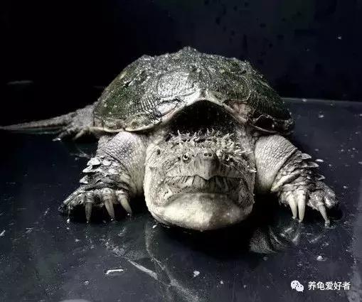 龟龟到家总是乱爬怎么办,龟无缘无故死亡