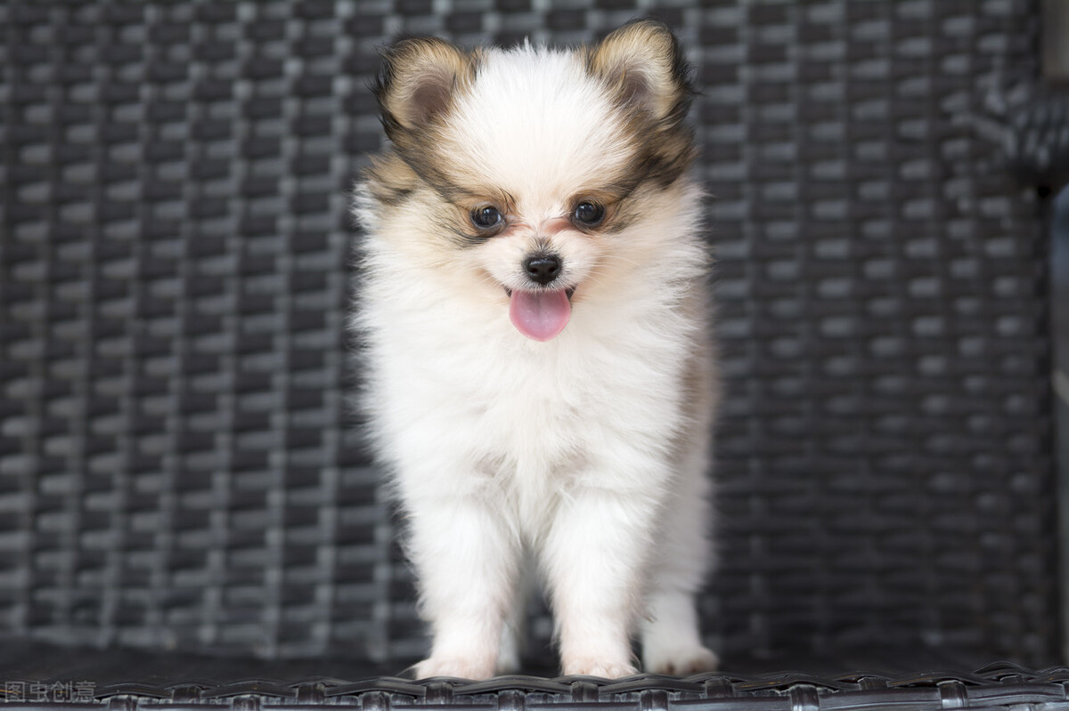 选哪个牌子的狗粮啊,怎样选国产狗粮