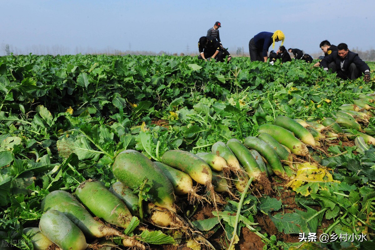 菜农种蔬菜最怕什么,蔬菜种植最怕什么