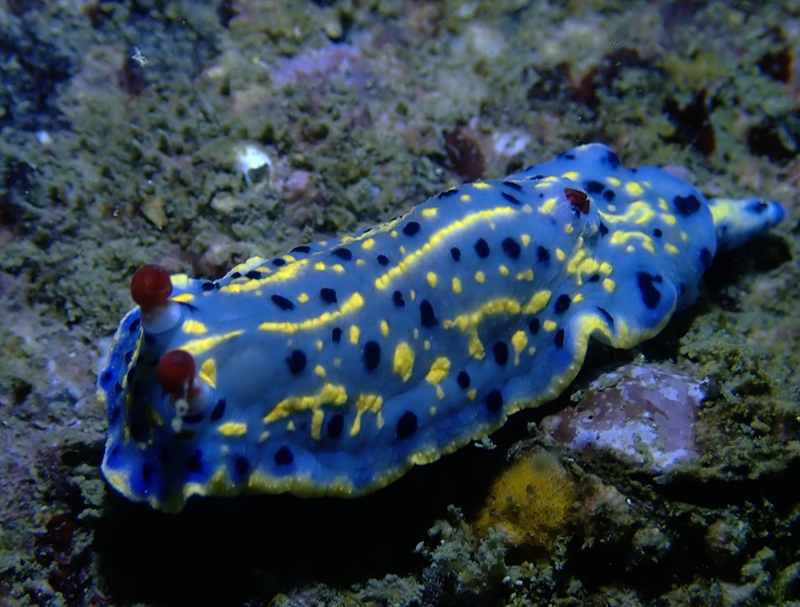 珠海海兔，它们在万山岛活得不错，明年再探望它们