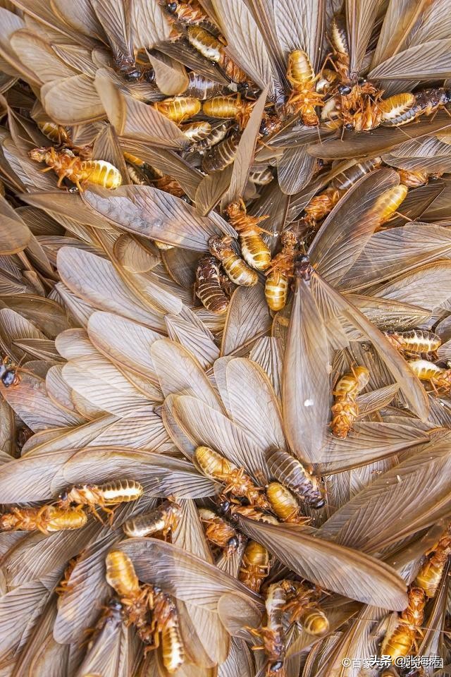 堆砂白蚁分类,白蚁的基本防治方法有哪些