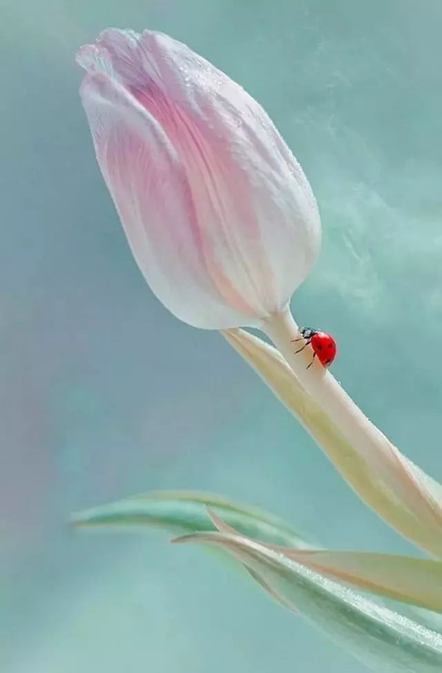 绝美花朵摄影佳作,波兰花朵摄影作品欣赏