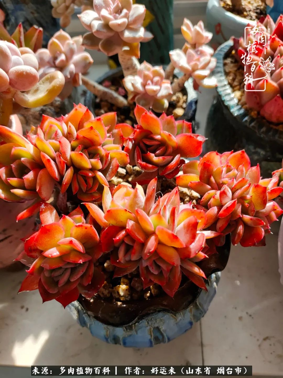 世上怎么会有这么可爱的生物,这世上怎么会有那么可爱的小可爱