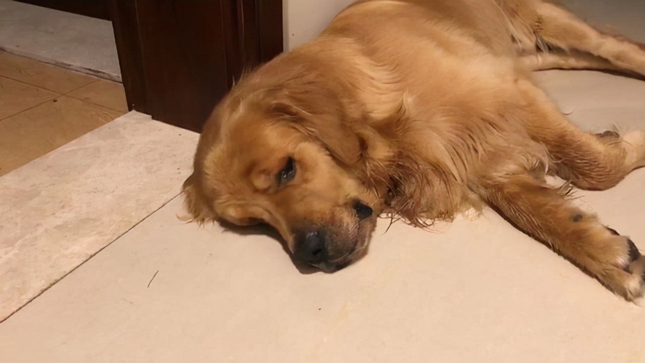 金毛突然干呕,金毛吃东西呕吐大概是什么病