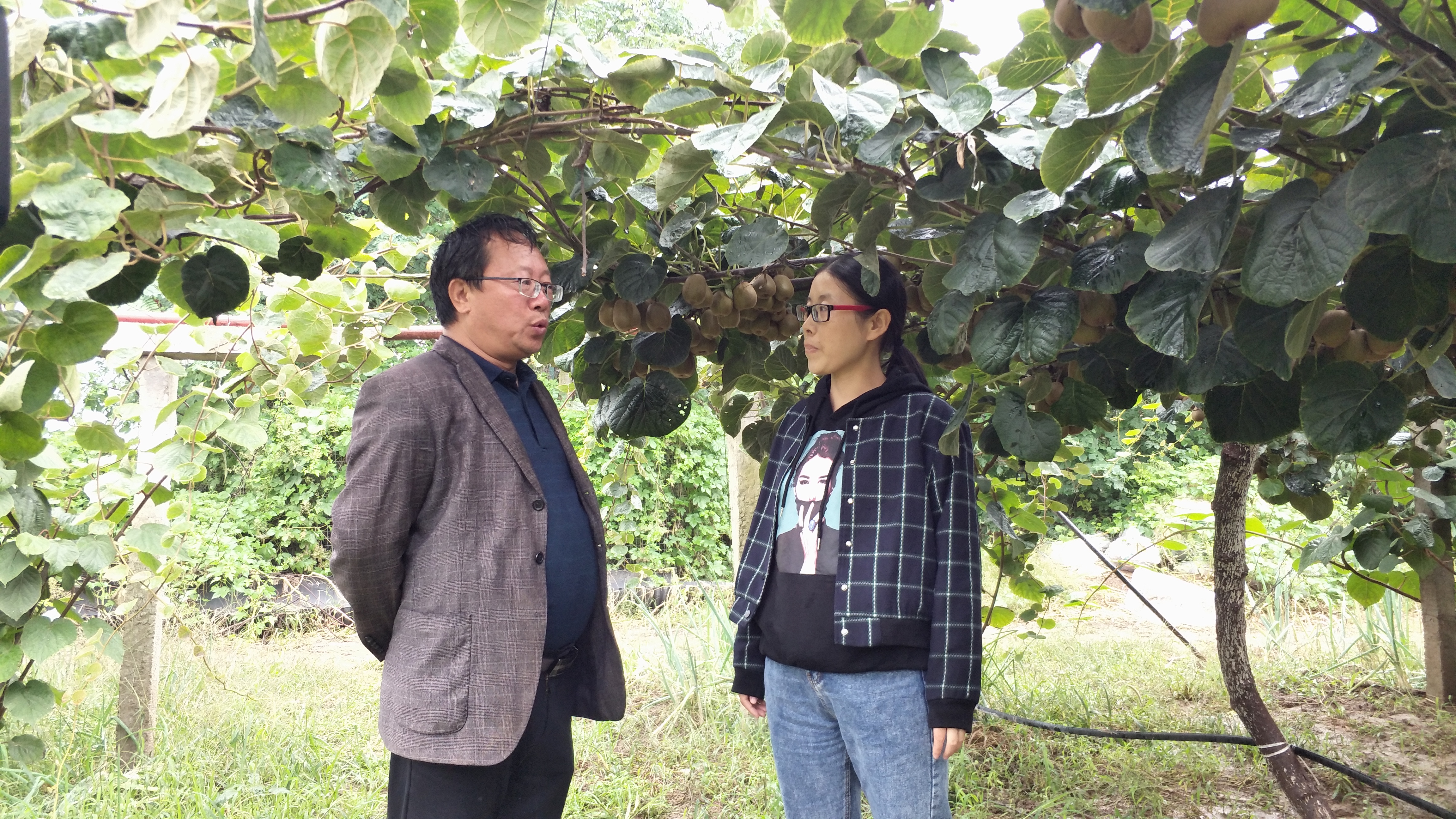 每斤15元还供不应求，这个家庭农场的猕猴桃为何如此“俏”？