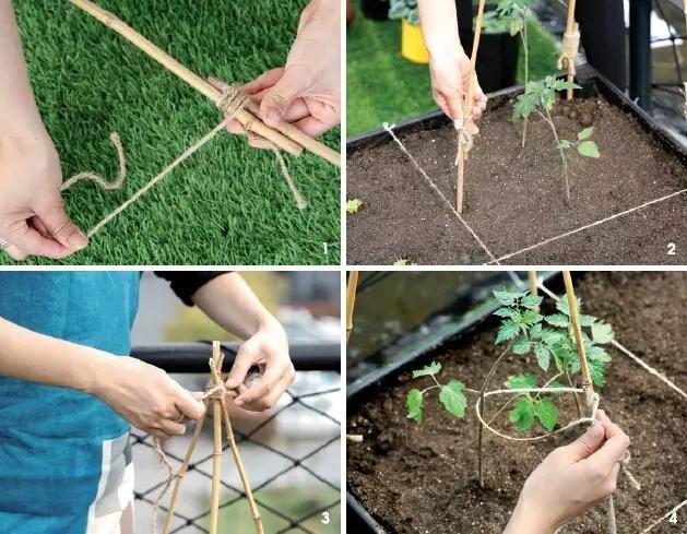 教你打造一米菜园,自家菜园教程新手入门