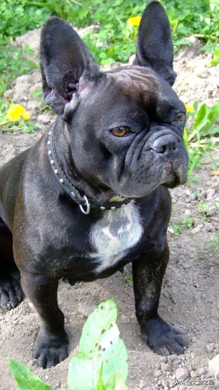 山海经中记载的五个形似狗的神兽,《山海经》中的四大守护神兽