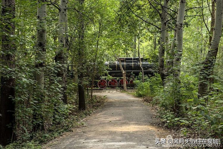 济南一颗梧桐树,济南的法国梧桐