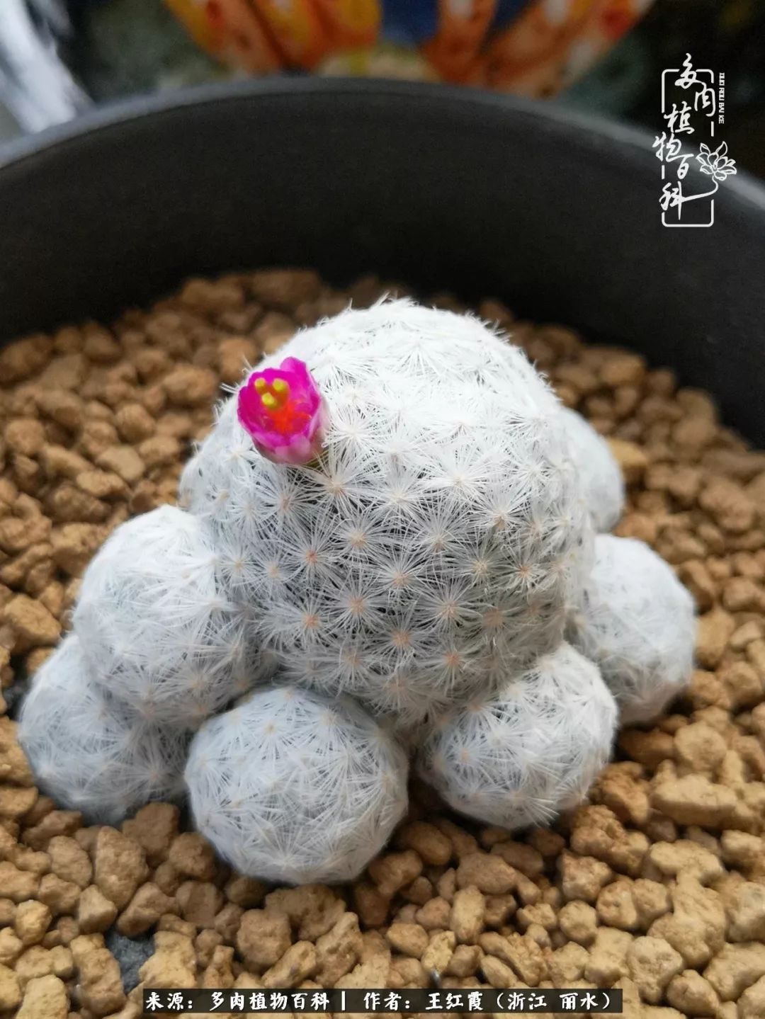 仙人球露养条件,仙人球春天露养条件