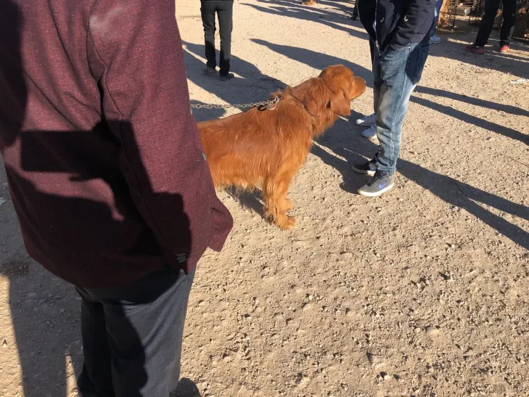 最新狗市金毛售卖,狗市买金毛狗50元