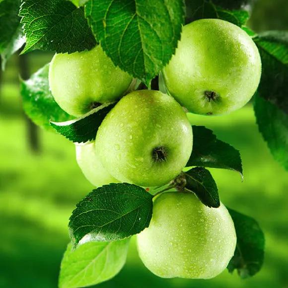 水果诗歌英文,水果诗原创