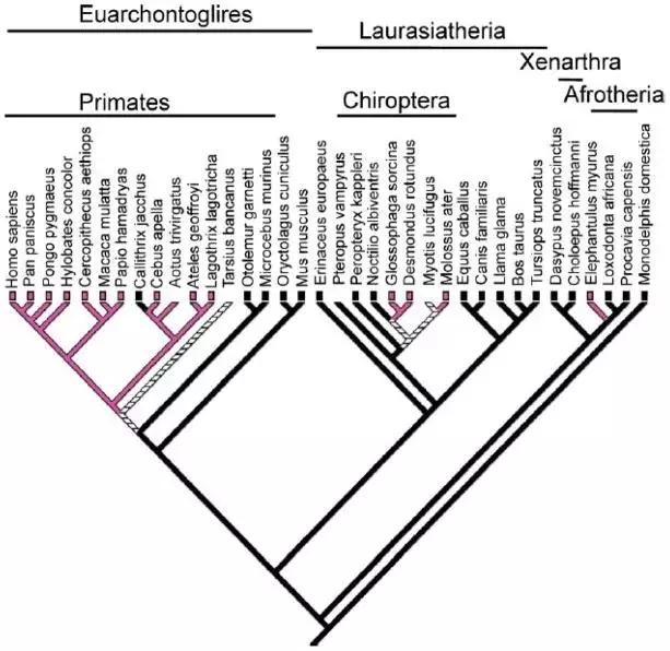 为什么人有大姨妈,人类为什么会有大姨妈