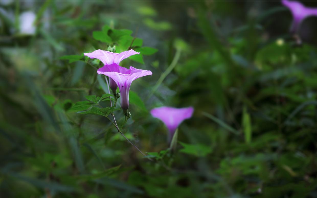 为什么吃草不算杀生,植物也是生命吃植物不是杀生吗