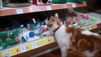 这只猫每天都去逛宠物店,专挑特价小鱼干和耗子瞅……